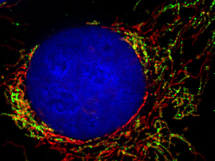 Cómo controlan las células las mitocondrias