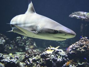 WWF-Analyse: Österreich ist weltweit fünftgrößter Importeur von frischen Hai-Filets