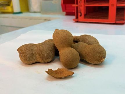 Scientists converts tamarind shells into an energy source for vehicles