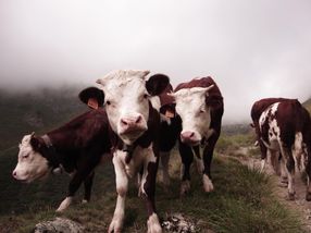 Los expertos cuestionan los conocimientos actuales sobre la salud de las vacas lecheras en transición