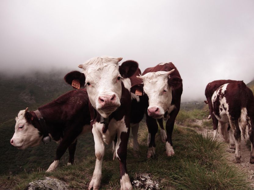 Experten hinterfragen das derzeitige Verständnis der Gesundheit von Übergangsmilchkühen - Umfassender Bericht im Journal of Dairy Science® untersucht die riskanteste Periode für die Gesundheit von Milchkühen, zwischen Geburt und Milchproduktion, in einem neuen Licht.