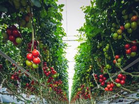 Tomato fruits send electrical warnings to the rest of the plant when attacked by insects