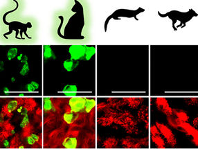 «In vitro»-Zoo hilft SARS-CoV-2 zu verstehen