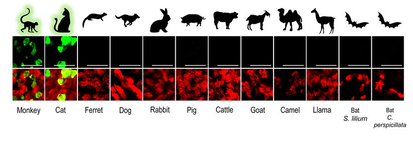 In vitro Zoo helps in understanding SARS-CoV-2 - Rhesus macaques and cats as potential spillback reservoirs for SARS-CoV-2