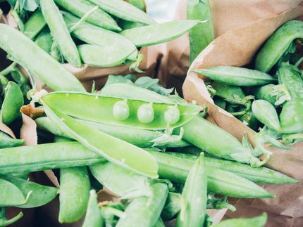 La industria mundial de la proteína de guisante hasta 2026