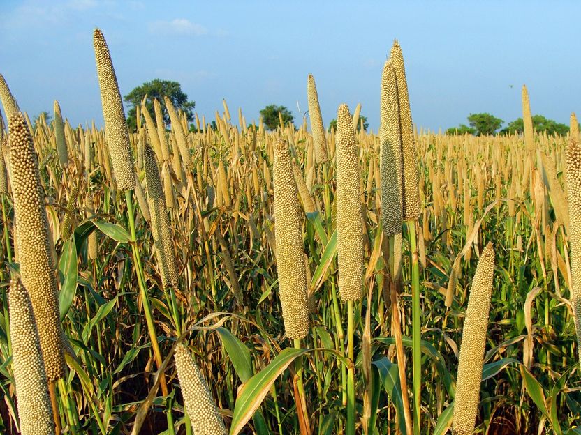 Hirse-Biodiversität verspricht nachhaltigere Landwirtschaft - Studie beweist Unterschiede in der Nitrifikationshemmung von Dürre resistenter Perlhirse