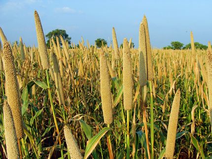 Hirse-Biodiversität verspricht nachhaltigere Landwirtschaft