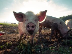 Schweinebranche entwickelt sich – leider viel zu schleppend