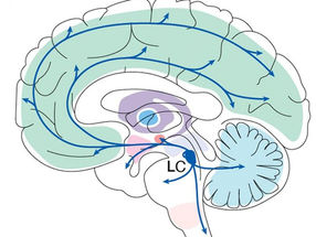 El locus coeruleus se encuentra en lo más profundo del cerebro, pero proyecta circuitos por todo el órgano.
