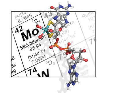 Molybdenum is a metal that is required for many technical applications. In the cell, it occurs in the form of the molybdenum cofactor, whose precursor is shown here in color. The mechanism by which molybdenum is incorporated into this precursor was unknown for a long time.