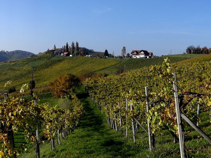 Wein aus Österreich in Deutschland zunehmend gefragt