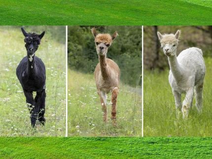 The three alpaca mares Britta, Nora and Xenia (from left to right) provided the blueprints for the COVID-19 nanobodies.