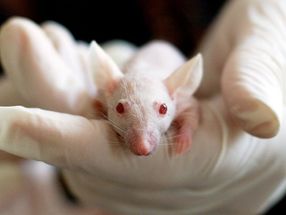Impfung gegen erblichen Darmkrebs bei Mäusen erfolgreich