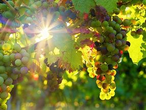 Application of AI based measurement systems for the characterization of raw materials in viticulture