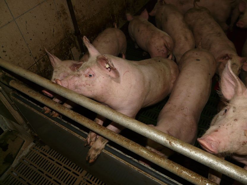 ALDI beendet nicht die Massentierhaltung - Deutsches Tierschutzbüro kritisiert die „Initiative Tierwohl" – selbst die „Premium" Stufe beinhaltet Tierquälerei