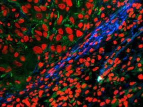 Illuminating tissue formation