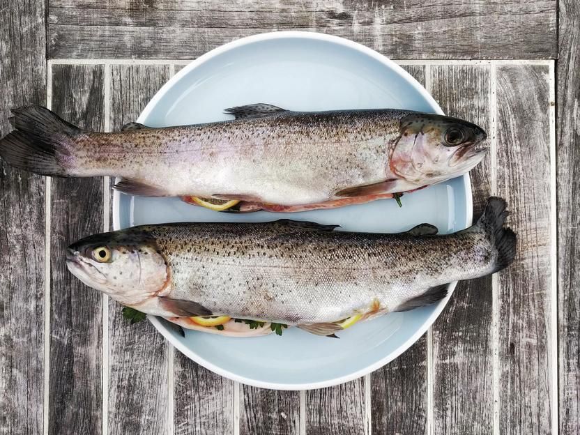 Zellbasierte Fische aus dem Bioreaktor - Alternative zur Fischerei