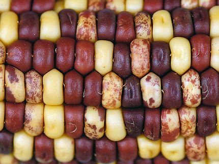 La historia secreta del maíz se revela en su genoma