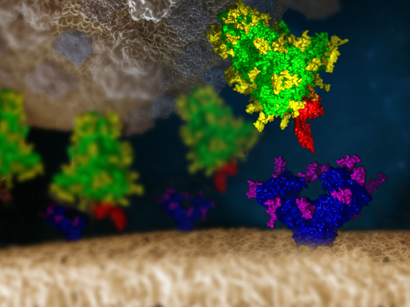 ©IMP/IMBA Graphics 2021. The protein and glycan structures were provided by Chris Oostenbrink (BOKU)