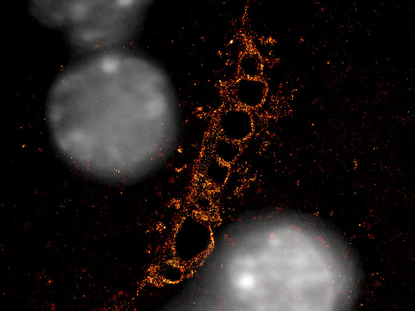 Belicova et al. / MPI-CBG