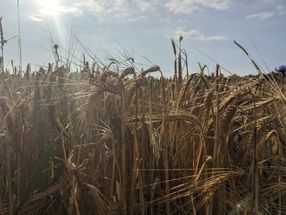 Scientists take step to improve crops’ photosynthesis, yields