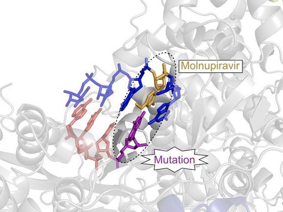 Florian Kabinger, Christian Dienemann und Patrick Cramer / Max-Planck-Institut für biophysikalische Chemie