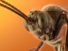 Geruchssinn von Insekten gibt Aufschluss über die Entwicklung besserer Abwehrmittel und das Screening von Medikamenten