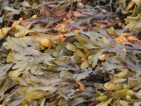 Trendige Zutaten: Kombu-Algen