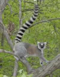 David Haring, Duke Lemur Center