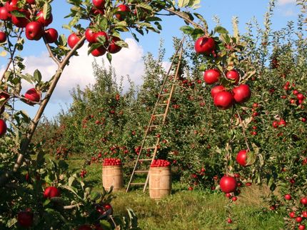 Deutsche Apfelernte fällt kleiner aus
