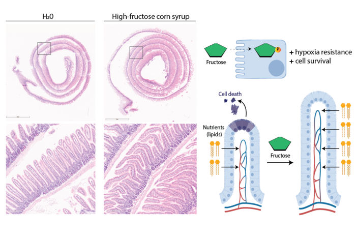 Image courtesy of Samuel Taylor and Dr. Marcus Goncalves