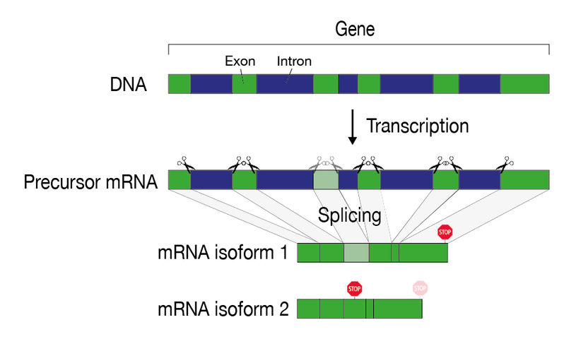 © UniBE / NCCR RNA & Disease