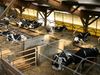 USDA Announces Improvements to the Dairy Safety Net and New Pandemic Market Volatility Assistance Program