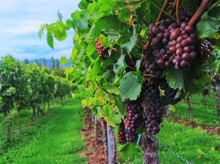 Winzer beginnen Weinlese