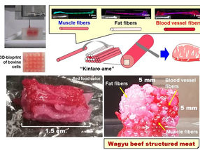 Scheme of structured Wagyu beef meat by “3D printing kintaro-ame technology”