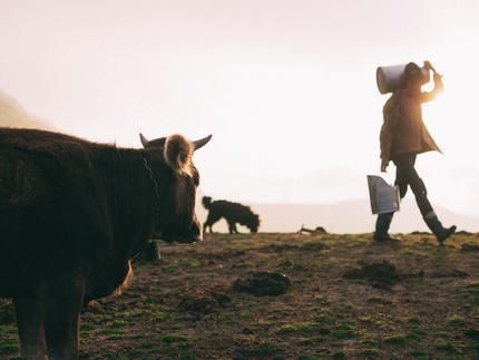 From pasture to patient: Scientists distill cow’s milk into nano-capsules for drug delivery