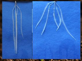 izquierda: Raíces de cebada de siete días del mutante egt2: crece estrictamente hacia abajo (hipergravitrópico). ; r: A modo de comparación, la raíz sin la mutación egt2: crece en anchura y, por tanto, abre un mayor volumen de suelo en busca de nutrientes.