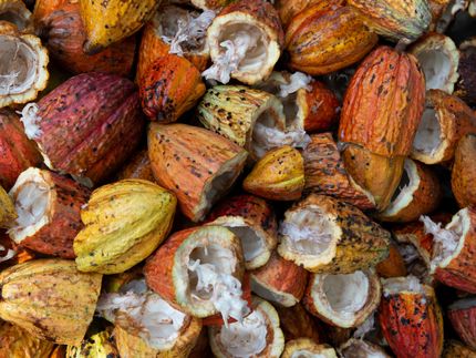 A cocoa bean's “fingerprint” could help trace chocolate bars back to their farm of origin, finds a new study