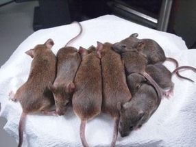 Mouse Clones
