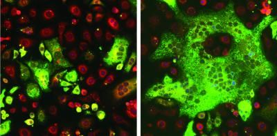 Fusing Cells