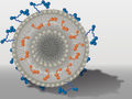 Nebenwirkungen umgehen: Nanocontainer bringen Wirkstoffe direkt ans Ziel