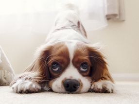 Cavalier King Charles spaniels carry more harmful genetic variants than other breeds