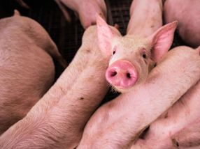 Schweine-Preistief: Bundesagrarministerin lädt zum Krisengespräch