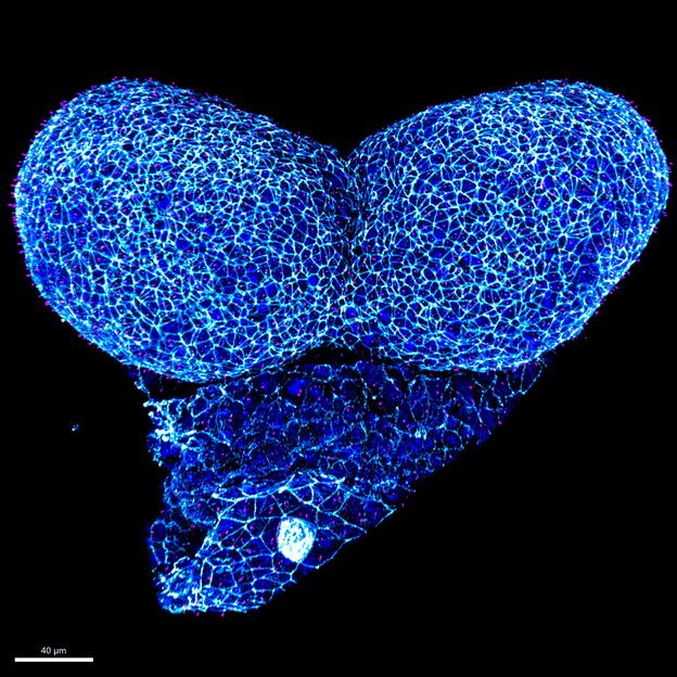 
Hammes Lab, MDC