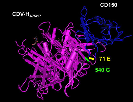 Bieringer et al. PLoS ONE 8(3): e57488