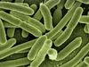 Engineered E. coli could make carbohydrates, renewable fuel, from CO2