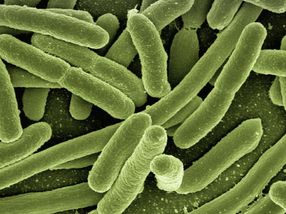 Gentechnisch veränderte E. coli könnten erneuerbare Kraftstoffe aus CO2 herstellen