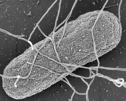 Eine molekulare Bremse fuer den kleinsten Motor der Welt