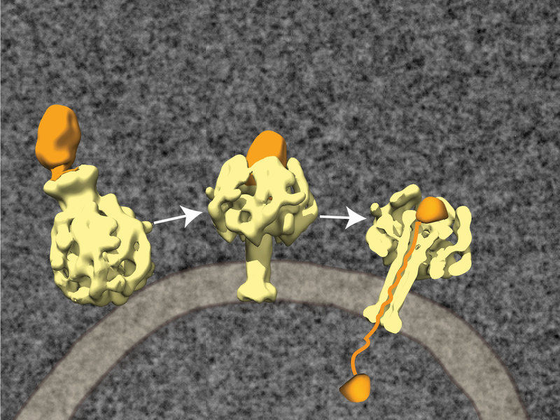 © MPI of Molecular Physiology/Raunser