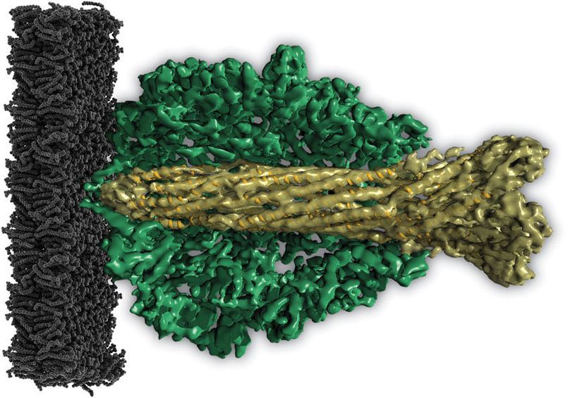 © MPI of Molecular Physiology/Raunser